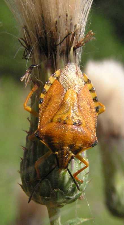 Carpocoris purpureipennis